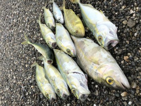 今日の朝一ライトゲームの釣果