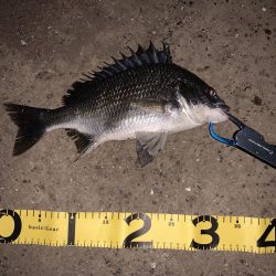 一瞬の時合で…