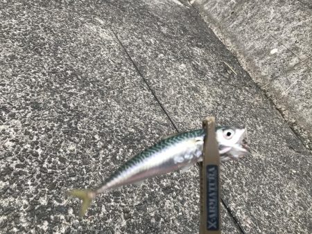 安定のサバゲー