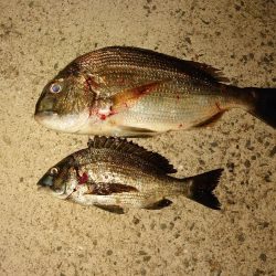 メバルは終わりかな?