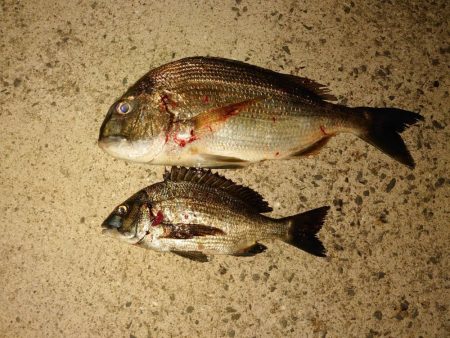 メバルは終わりかな?