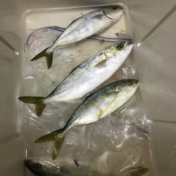 ショアジギング