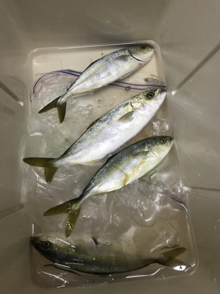 ショアジギング