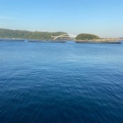 小さな青物回ってます