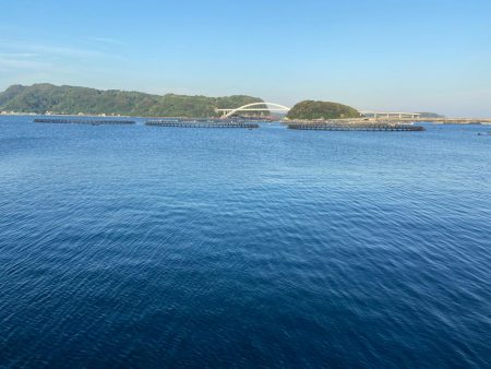 小さな青物回ってます