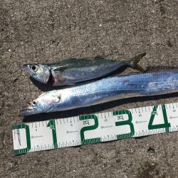 4目達成!今年初ドラゴン!