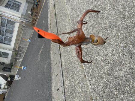 タコ！！！〜今晩はたこ焼き〜