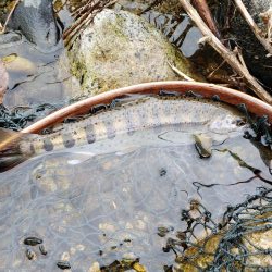 綺麗な8寸アマゴ他