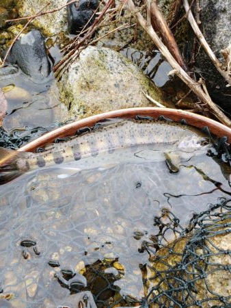 綺麗な8寸アマゴ他