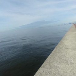 ショアｼﾞｷ撃沈　タコ少々