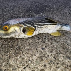 朝まずめシーバス+傷ついた外道