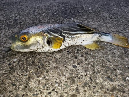 朝まずめシーバス+傷ついた外道