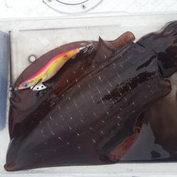 アオリイカあたり年