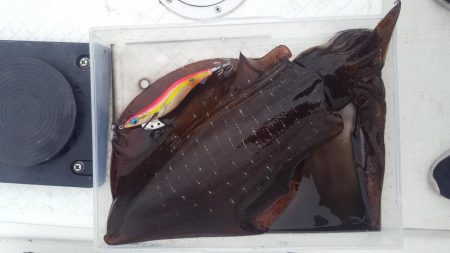 アオリイカあたり年