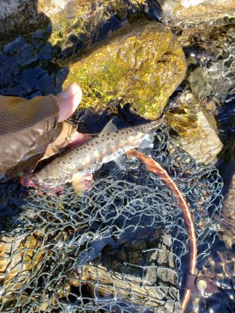 ちびっこ入れ食い！！