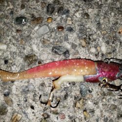 朝まずめシーバス