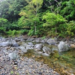 今年はよく追う