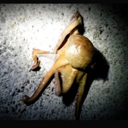 たこ食べたいからたこを釣りに