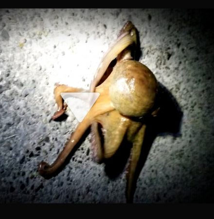 たこ食べたいからたこを釣りに