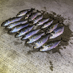 瀬戸内の島アジング（2020-9）