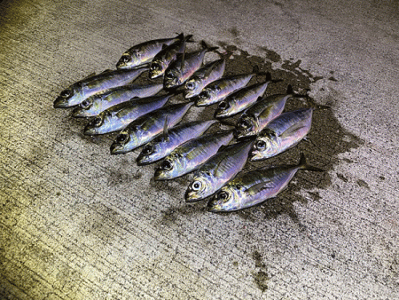 瀬戸内の島アジング（2020-9）