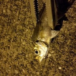 タコ狙い後、アジ、途中でカニ