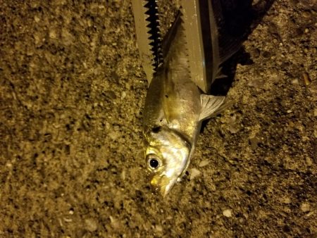 タコ狙い後、アジ、途中でカニ