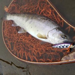 新しいネットに入魂