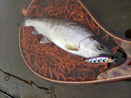 新しいネットに入魂