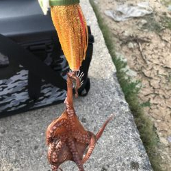 タコ一杯にエギ１つ無くなる