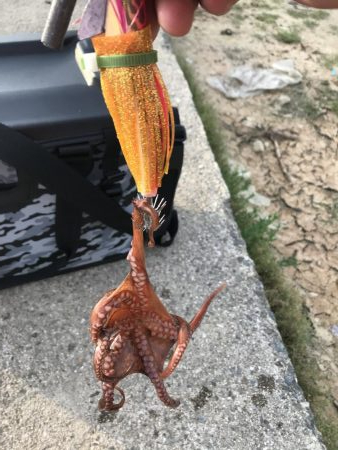 タコ一杯にエギ１つ無くなる