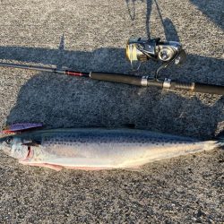 ショアジギでサワラ
