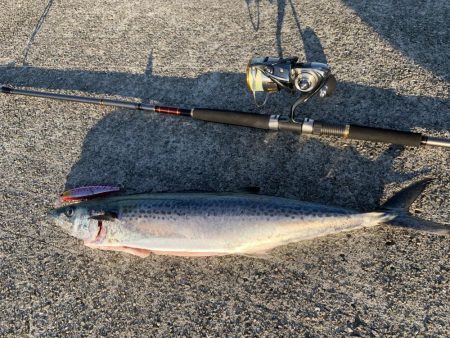 ショアジギでサワラ