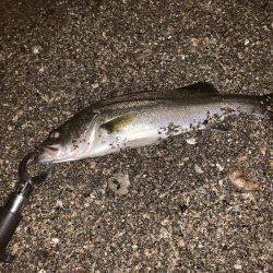 まだまだバチパターン