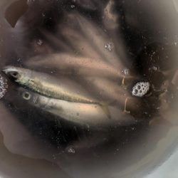 父とファミリー釣り！