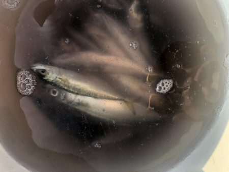 父とファミリー釣り！