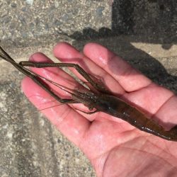 手長エビ