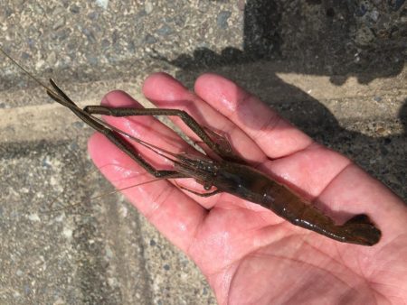 手長エビ