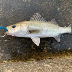 退かぬ！媚びぬ！省みぬ！