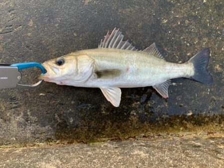 退かぬ！媚びぬ！省みぬ！