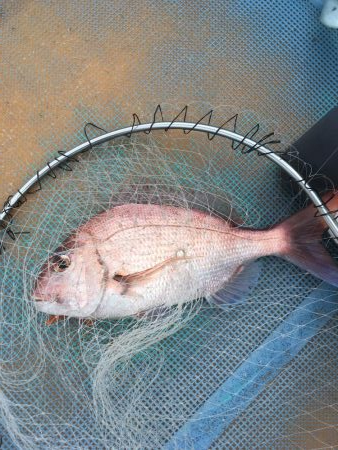 宍喰沖でタイラバ