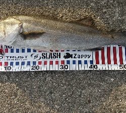 マダイ、青物、シーバス他