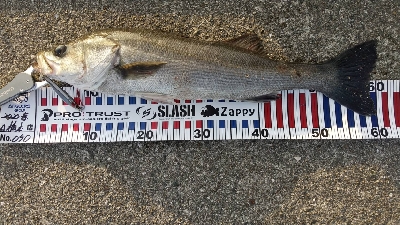 マダイ、青物、シーバス他