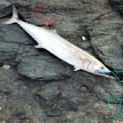 アオリイカ～！！