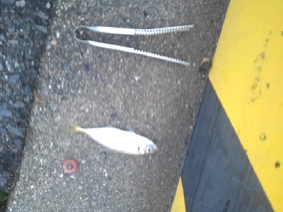 6/12夕方〜夜釣りの釣果