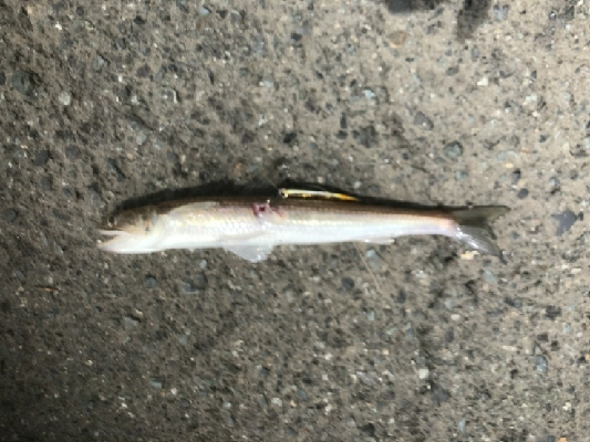 久しぶりに。。