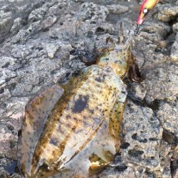 沖磯メバリング&エギング