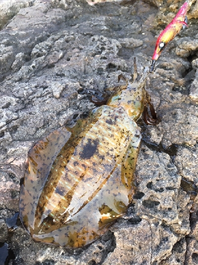 沖磯メバリング&エギング