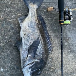 小鯖釣りが＼(^^)／