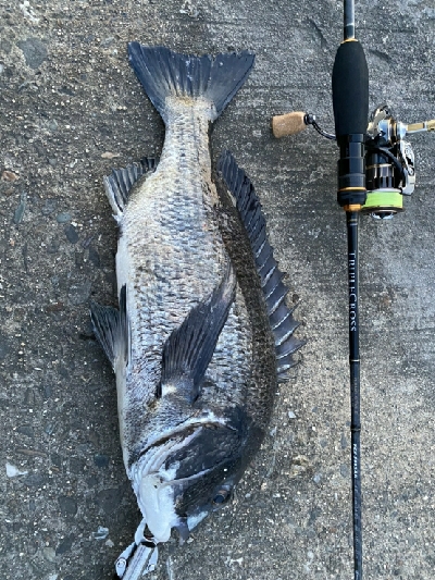 小鯖釣りが＼(^^)／